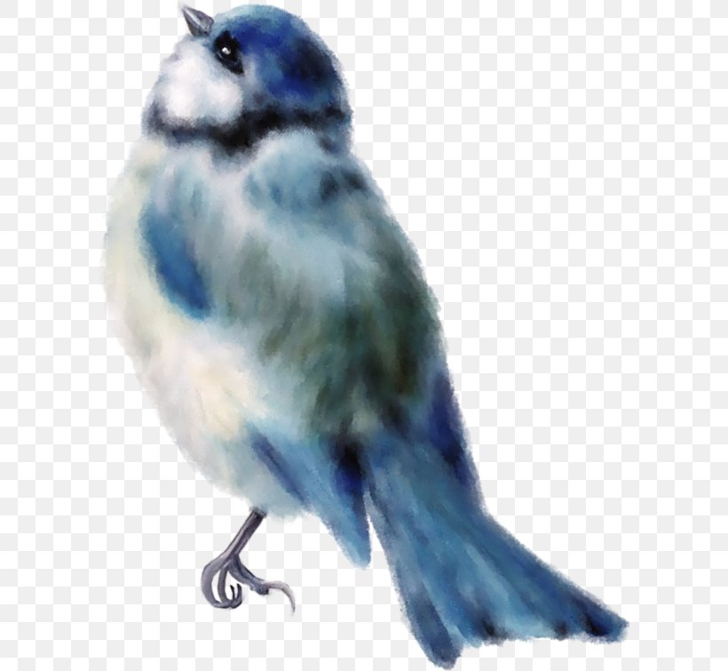 Bird Sparrow Finch Drawing, PNG, 600x755px, Bird, Beak, Blue Jay, Bluebird, Chickadee Download Free