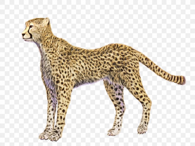 Cat Cartoon, PNG, 1024x768px, Cheetah, African Leopard, Animal, Animal Figure, Cat Download Free