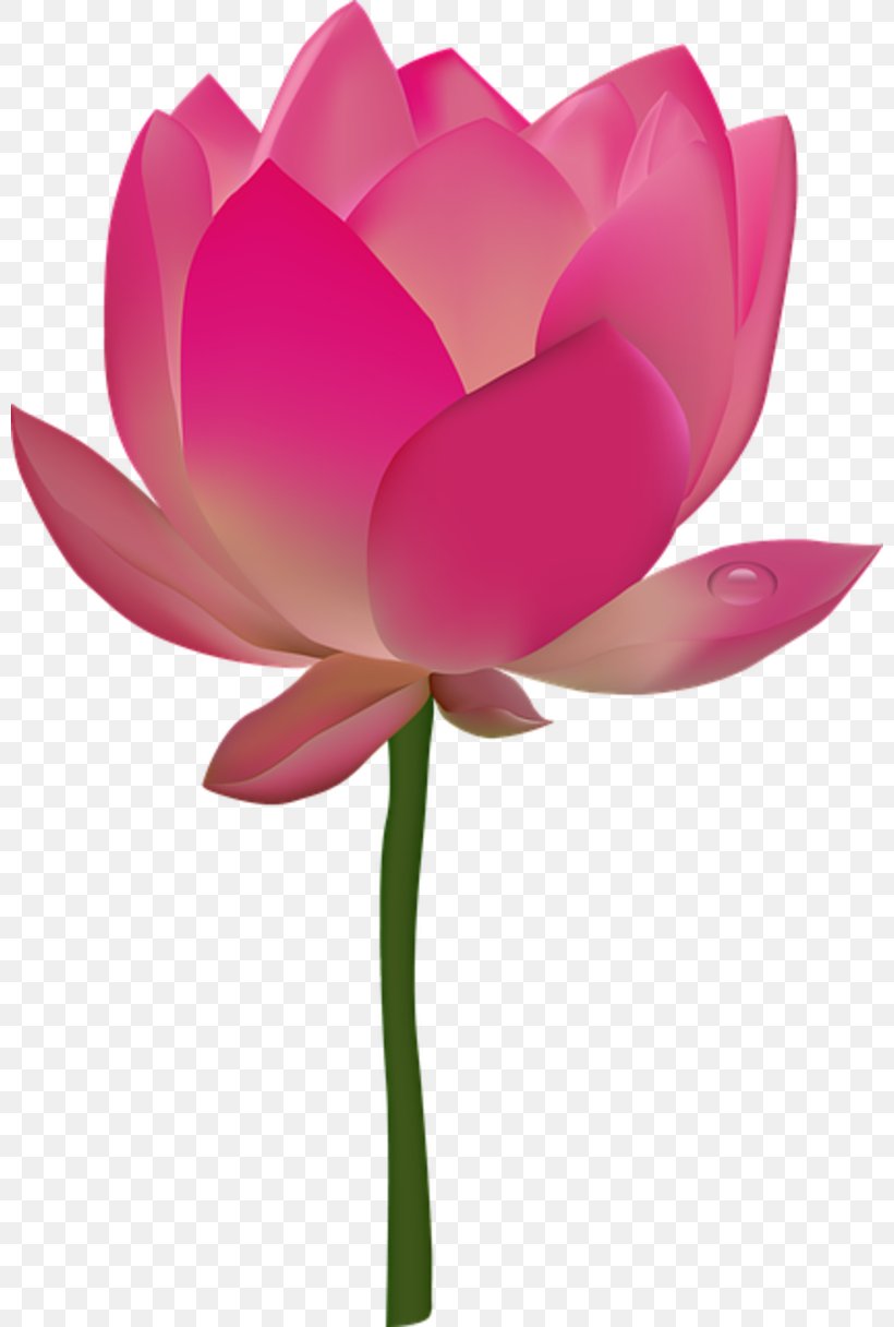Nelumbo Nucifera Egyptian Lotus Flower Clip Art, PNG, 800x1216px, Nelumbo Nucifera, Aquatic Plant, Aquatic Plants, Cut Flowers, Egyptian Lotus Download Free