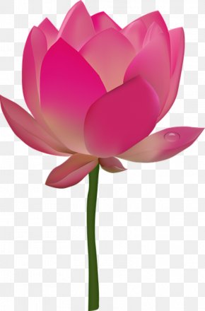 Nelumbo Nucifera Egyptian Lotus Flower Clip Art, PNG, 1181x926px