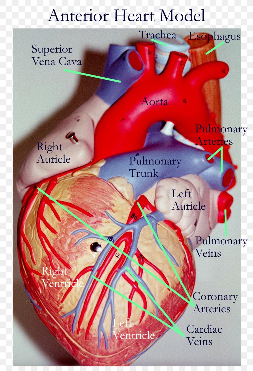 Anatomy Heart Vein Human Body Artery, PNG, 800x1200px, Watercolor, Cartoon, Flower, Frame, Heart Download Free