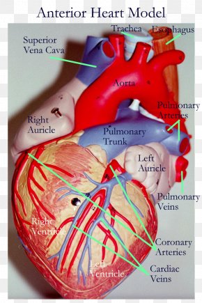 Inferior Vena Cava Superior Vena Cava Vein Venae Cavae Heart, PNG ...