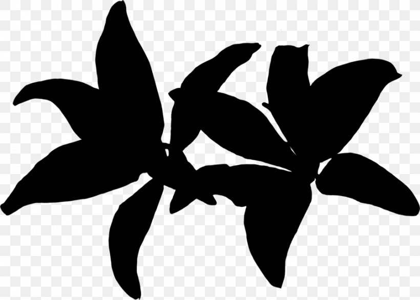 Black & White, PNG, 900x644px, Black White M, Black, Blackandwhite, Botany, Flower Download Free