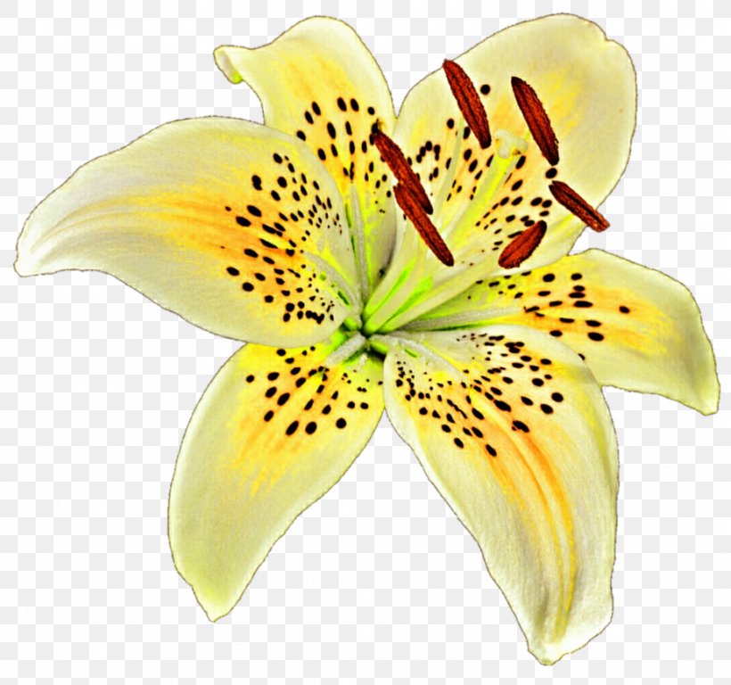 Lilium Yellow Flower Clip Art, PNG, 923x865px, Lilium, Computer Software, Cut Flowers, Flower, Flowering Plant Download Free
