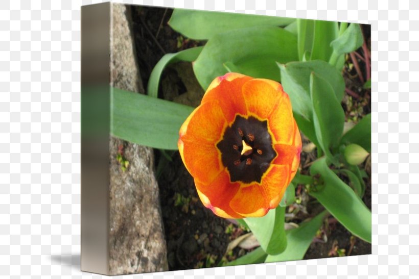 Tulip Wildflower, PNG, 650x547px, Tulip, Flower, Flowering Plant, Orange, Plant Download Free