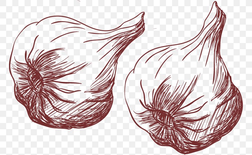 Bouillabaisse Drawing Garlic, PNG, 762x504px, Bouillabaisse, Black Garlic, Drawing, Food, Garlic Download Free