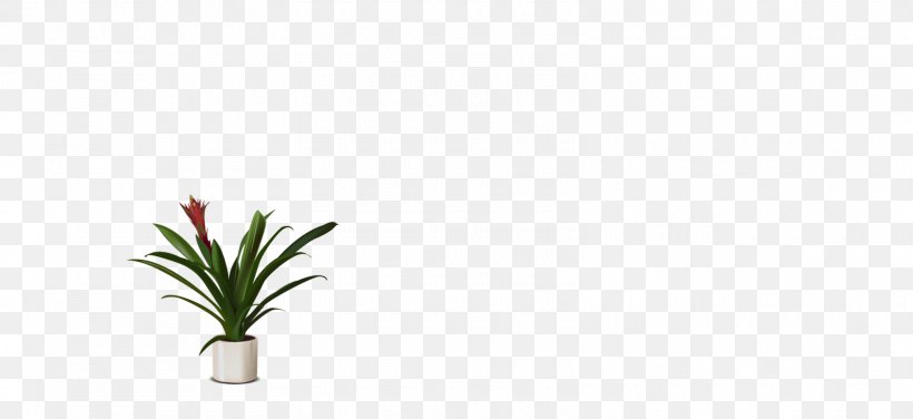 Cut Flowers Grasses Plant Stem Flowerpot Leaf, PNG, 1600x734px, Cut Flowers, Family, Flora, Flower, Flowering Plant Download Free