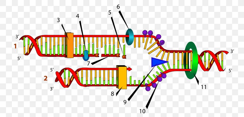 DNA Replication Replication Fork Helicase DNA Polymerase, PNG, 770x393px, Dna Replication, Area, Diagram, Directionality, Dna Download Free