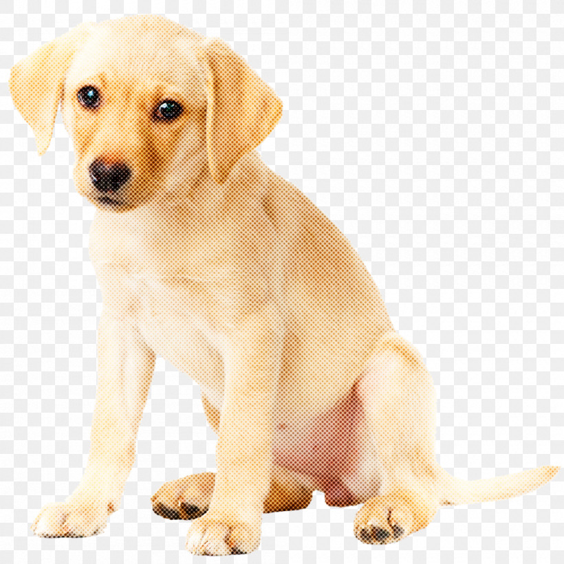 Dog Puppy Labrador Retriever Retriever Companion Dog, PNG, 1000x1000px, Dog, Companion Dog, Fawn, Golden Retriever, Labrador Retriever Download Free