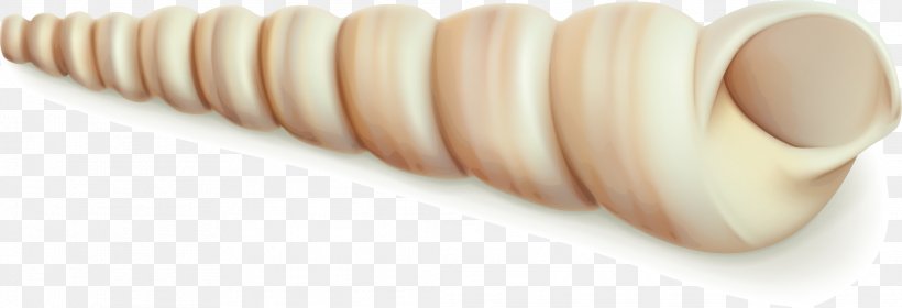 Euclidean Vector Seashell, PNG, 2079x711px, Seashell, Close Up, Conch, Element, Finger Download Free