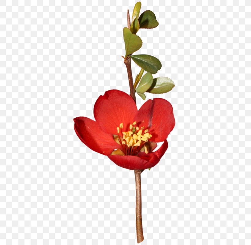 Floral Design Cut Flowers Plant Stem Clip Art, PNG, 394x800px, Floral Design, Blog, Blossom, Cut Flowers, Flora Download Free