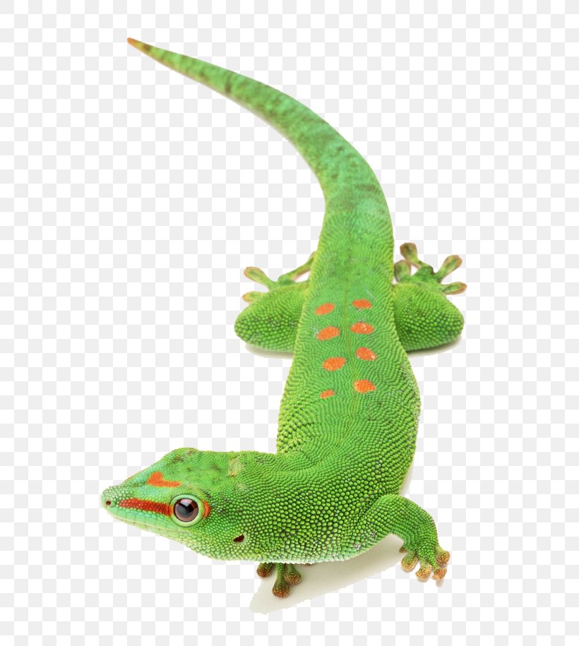 Lizard Chameleons Reptile, PNG, 650x915px, Lizard, Animal, Chameleons, European Green Lizard, Fauna Download Free