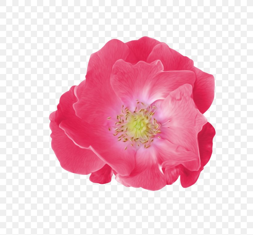 Pink Flower Cartoon, PNG, 800x762px, Garden Roses, Cabbage Rose, Camellia, Floribunda, Flower Download Free
