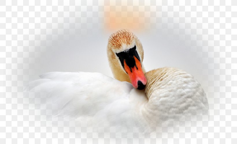 Cygnini Duck Water Bird Goose, PNG, 800x500px, Cygnini, Anatidae, Beak, Bird, Duck Download Free
