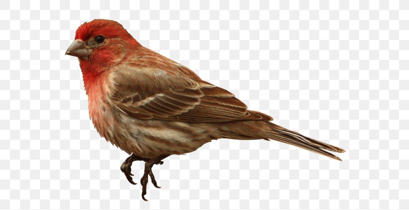 House Finch, PNG, 600x421px, House Finch, American Sparrows, Animal, Beak, Bird Download Free