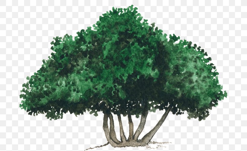 Tree Shrub Evergreen Vegetation Leaf, PNG, 750x502px, Tree, Evergreen, Grass, Houseplant, Leaf Download Free
