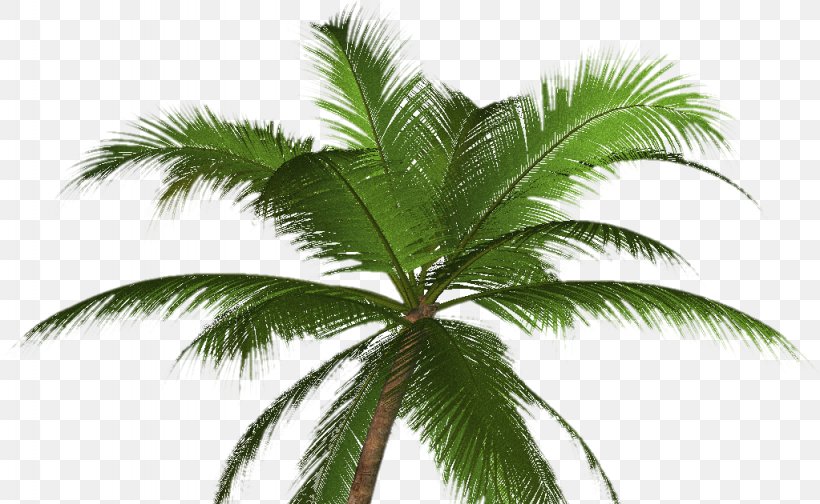 Arecaceae Tree California Palm Mexican Fan Palm Clip Art, PNG, 1023x630px, Arecaceae, Arecales, Attalea Speciosa, California Palm, Canary Island Date Palm Download Free