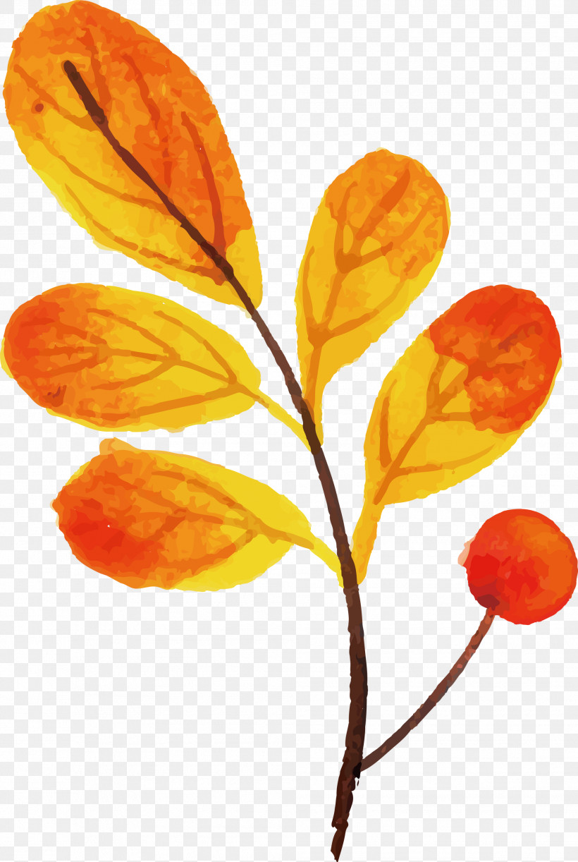 Autumn Leaf Colorful Leaf, PNG, 2012x3000px, Autumn Leaf, Biology, Colorful Leaf, Leaf, Petal Download Free