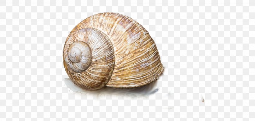 Gastropods Clam Snail Escargot Conchology, PNG, 1920x913px, Gastropods, Animal, Caracol, Clam, Clams Oysters Mussels And Scallops Download Free