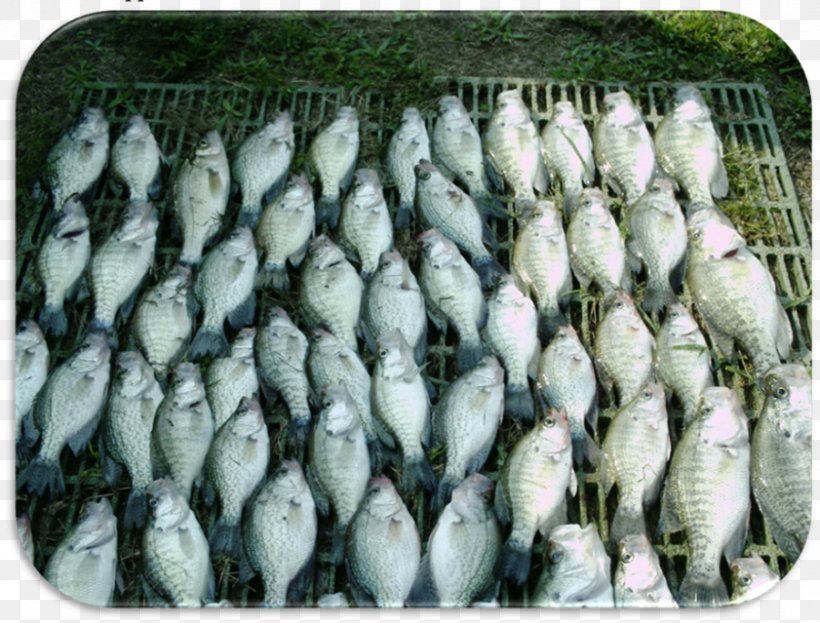 Sardine Food Mackerel Fish Bait, PNG, 900x684px, Sardine, Animal Source Foods, Bait, Fish, Fish Products Download Free