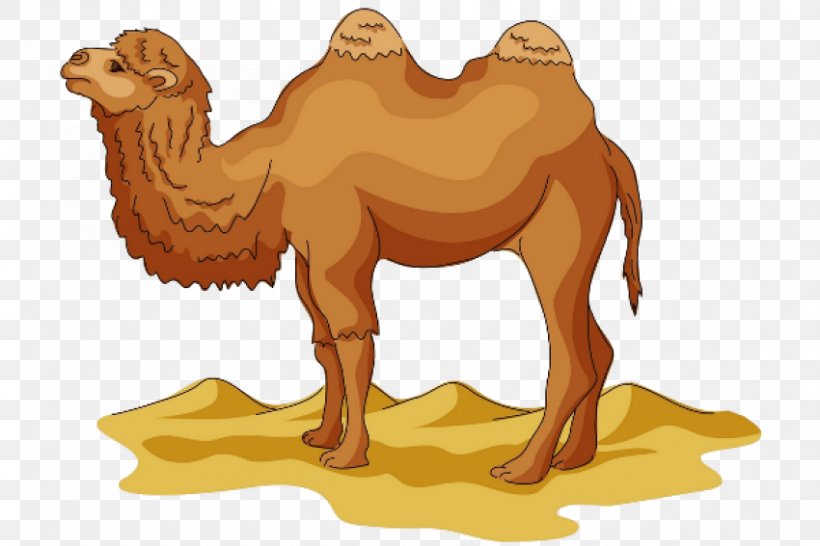 Camel Clip Art Image Cartoon, PNG, 850x567px, Camel, Adaptation, Animal  Figure, Arabian Camel, Art Download Free