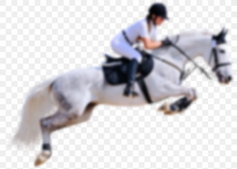 Stallion English Riding Horse Jumping Rein, PNG, 1105x787px, Stallion, Animal Training, Bit, Bridle, Collection Download Free