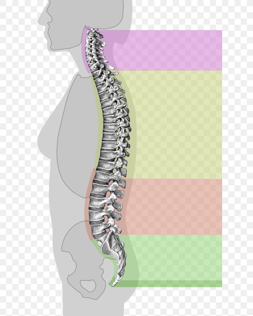 Vertebral Column Thoracic Vertebrae Cervical Vertebrae Spinal Cord, PNG, 620x1024px, Watercolor, Cartoon, Flower, Frame, Heart Download Free