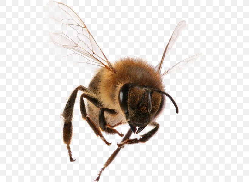 Western Honey Bee Insect Bee Sting Worker Bee, PNG, 530x601px, Western Honey Bee, Africanized Bee, Arthropod, Bee, Bee Sting Download Free