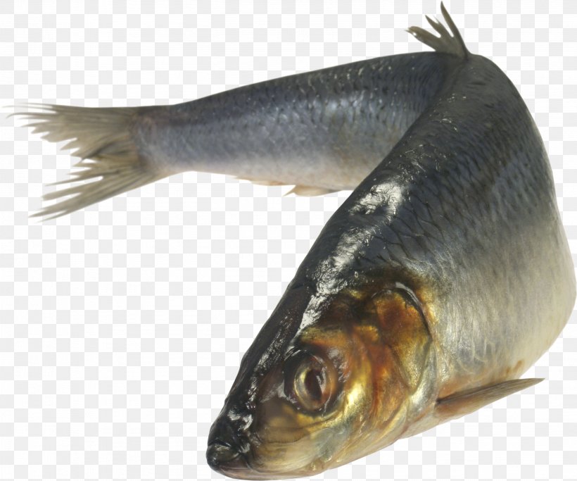 Atlantic Herring Zakuski Vorschmack Fish As Food Japanese Pilchard, PNG, 2732x2276px, Soused Herring, Alosa, Animal Source Foods, Atlantic Herring, Canning Download Free