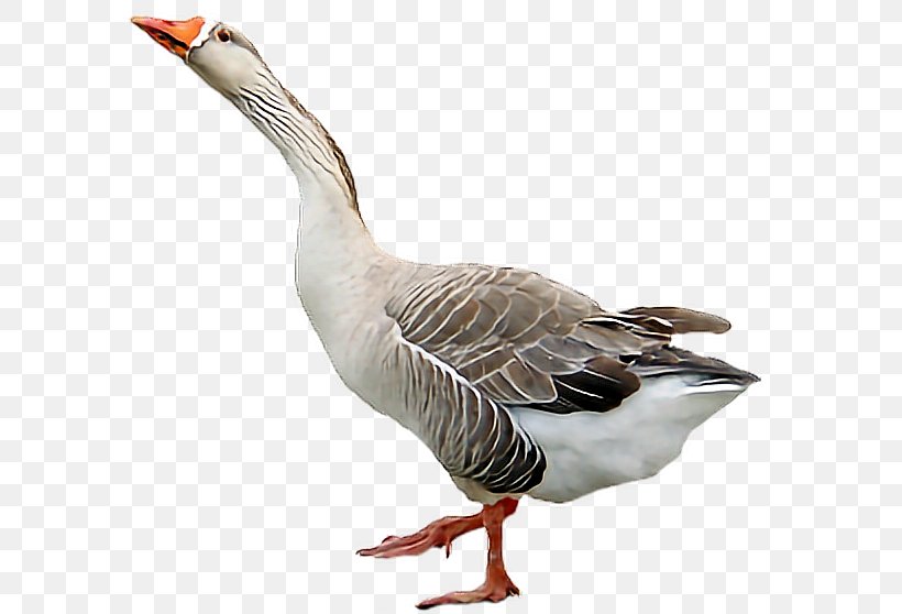 Goose Duck Desktop Wallpaper, PNG, 622x558px, Goose, Beak, Bird, Display Resolution, Domestic Goose Download Free