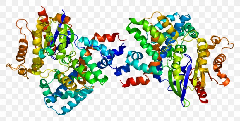 Thymidine Kinase 1 G Protein GNAT1, PNG, 1013x512px, Thymidine Kinase 1, Art, Biology, Body Jewelry, Cell Download Free