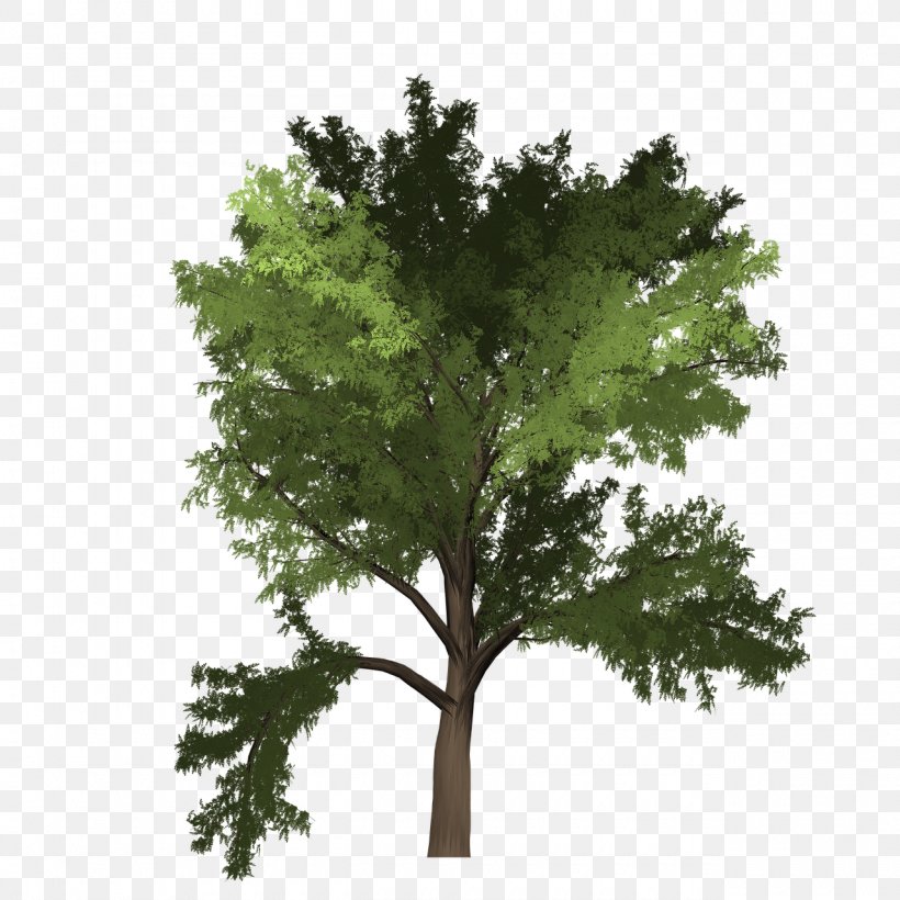 Black Locust Image Tree Download, PNG, 1280x1280px, Black Locust, Biome, Branch, Evergreen, Leaf Download Free