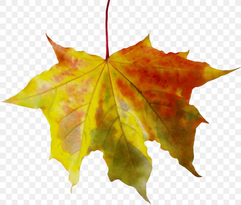 Maple Leaf Plane Trees, PNG, 3207x2732px, Maple Leaf, Autumn, Black Maple, Deciduous, Flower Download Free