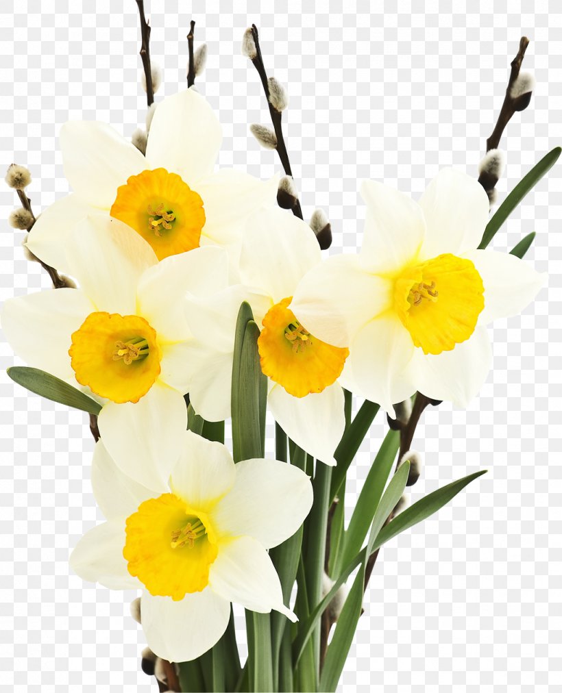 Narcissus Tazetta Flower Bulb Petal Tulip, PNG, 1033x1276px, Narcissus Tazetta, Amaryllidaceae, Amaryllis Family, Bulb, Cut Flowers Download Free