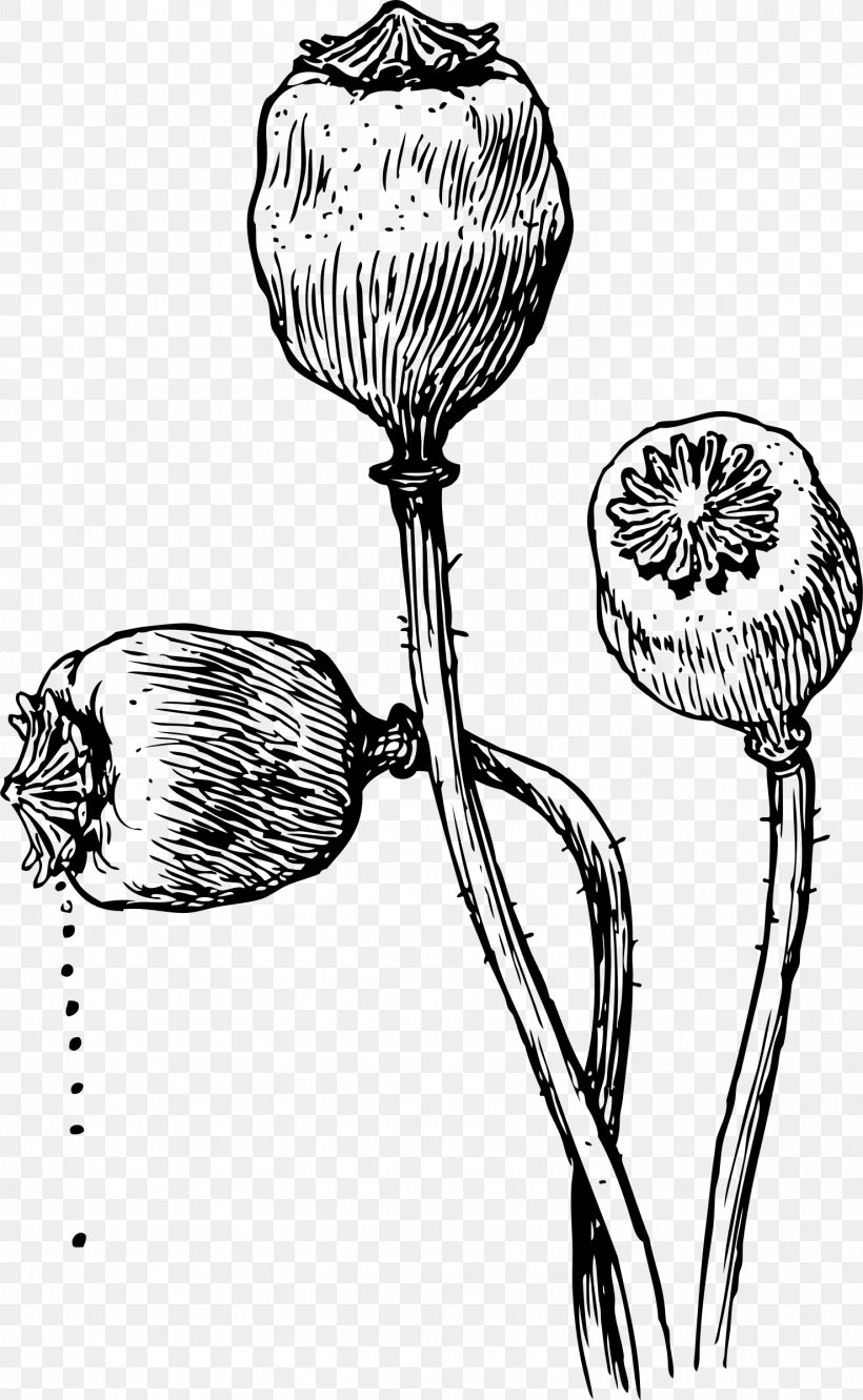 Opium Poppy Drawing Poppy Seed, PNG, 1478x2400px, Opium Poppy, Black
