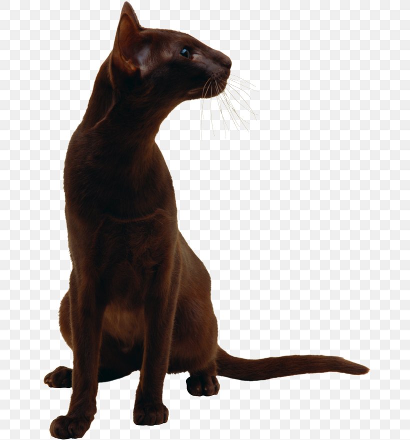 Black Cat Havana Brown Burmese Cat Bombay Cat Sphynx Cat, PNG, 670x881px, Black Cat, Animal, Asian, Bombay, Bombay Cat Download Free