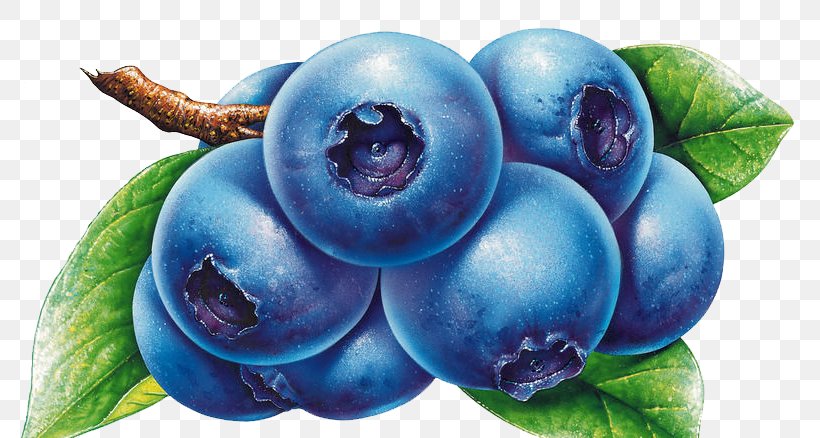 Blueberry Bilberry Drawing Clip Art, PNG, 800x438px, Blueberry, Berry, Bilberry, Blueberry Tea, Cranberry Download Free