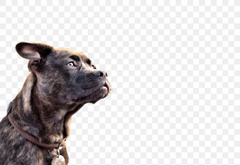 Dog Breed Cane Corso Scottish Terrier West Highland White Terrier Puppy, PNG, 1920x1320px, Dog Breed, Animal, Animal Rescue Group, Cane Corso, Carnivoran Download Free