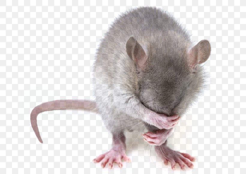 Rat Mouse Gerbil North District, Taichung Pest, PNG, 681x580px, Rat, Business, Dormouse, Fauna, Flea Download Free