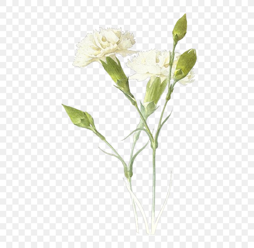 Carnation White Clip Art, PNG, 526x800px, Carnation, Annual Plant, Cut Flowers, Digital Image, Digital Photo Frame Download Free