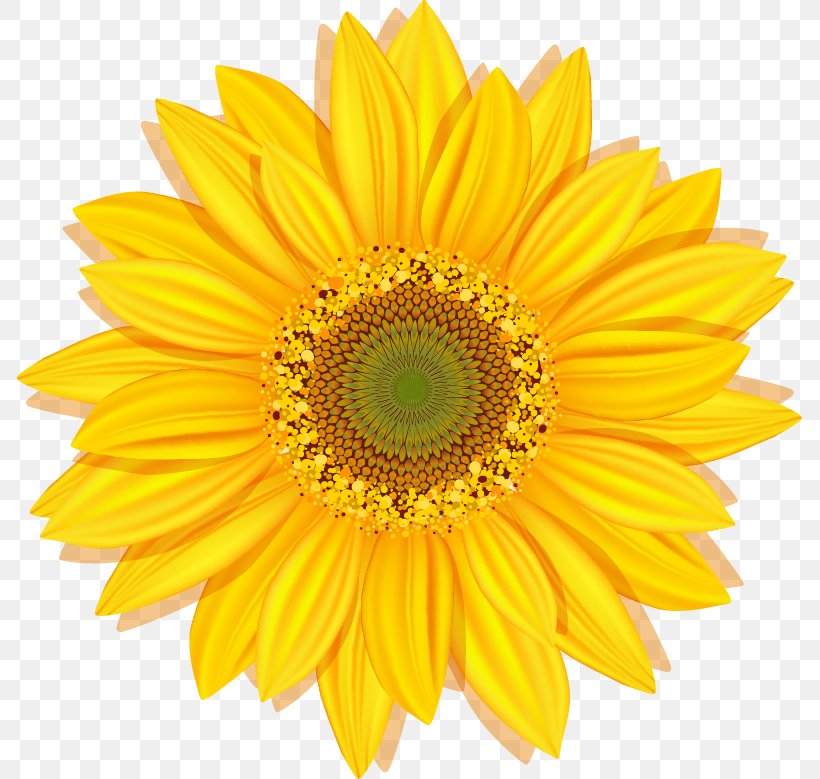 Common Sunflower Stock Photography Clip Art, PNG, 785x779px, Common Sunflower, Annual Plant, Asterales, Daisy Family, Drawing Download Free