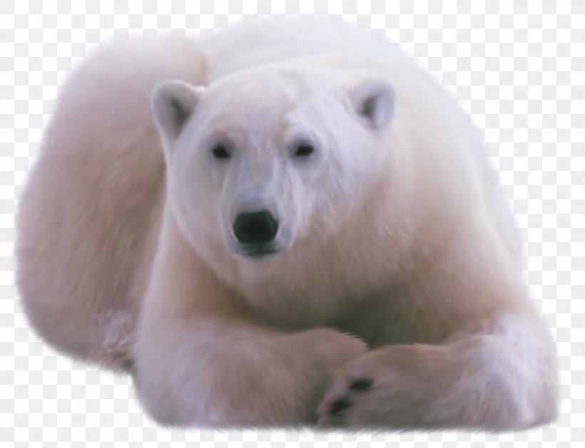 Polar Bear DVTK Jegesmedvék, PNG, 1280x982px, Polar Bear, Arctic, Bear, Carnivoran, Collage Download Free