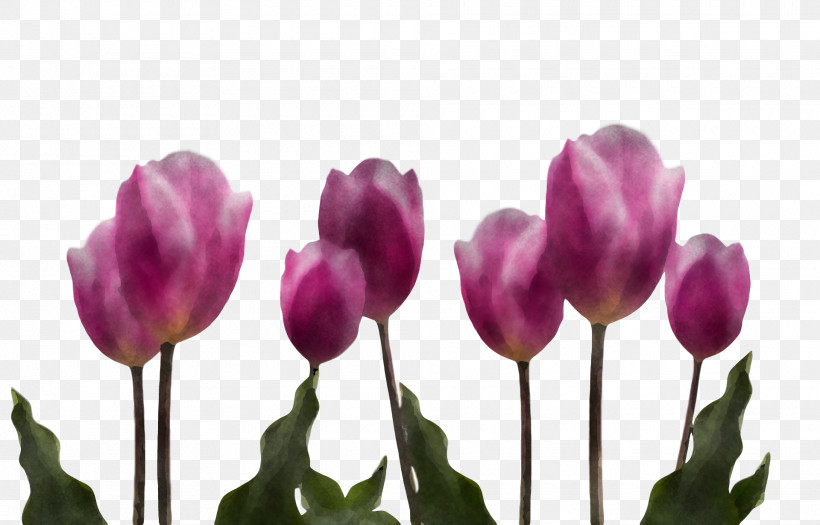 Spring Flower Spring Floral Flowers, PNG, 1920x1230px, Spring Flower, Bud, Crocus, Cut Flowers, Flower Download Free