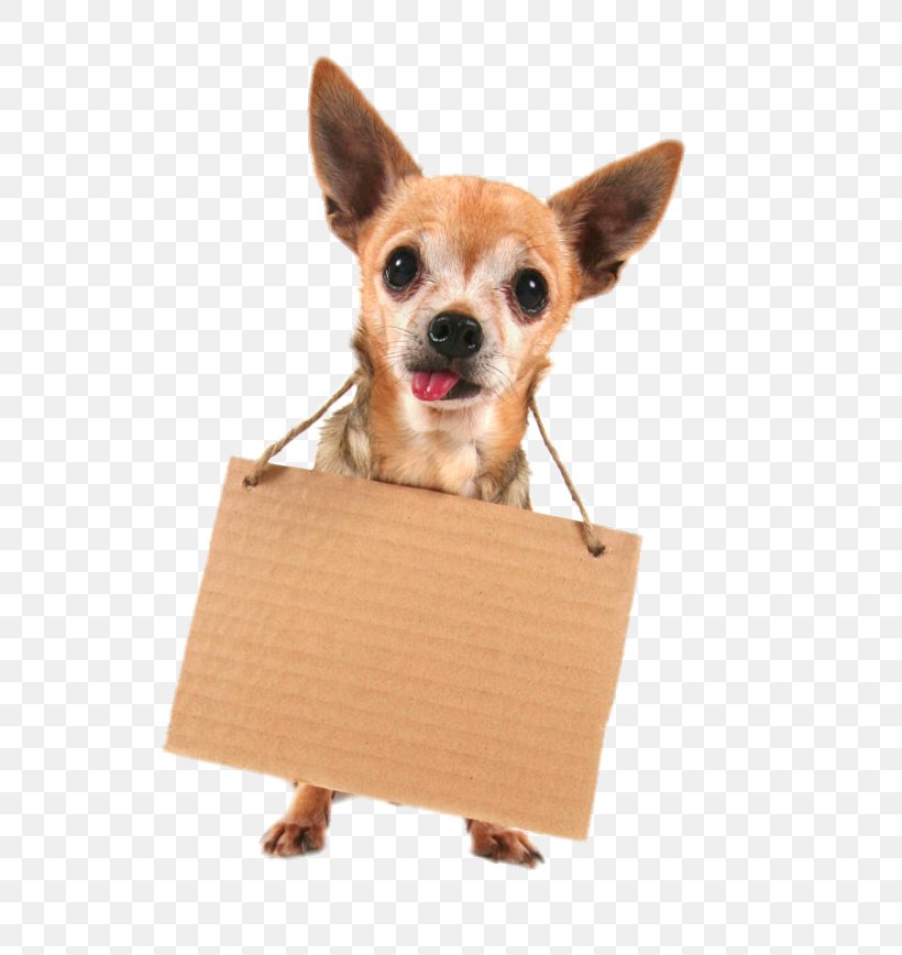 Chihuahua Yorkshire Terrier French Bulldog German Shepherd Shih Tzu, PNG, 653x868px, Chihuahua, Bark, Carnivoran, Companion Dog, Cuteness Download Free