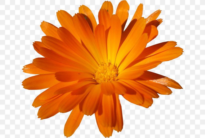 Clip Art Image Adobe Photoshop Psd, PNG, 650x554px, Digital Image, Annual Plant, Calendula, Chrysanthemum, Chrysanths Download Free