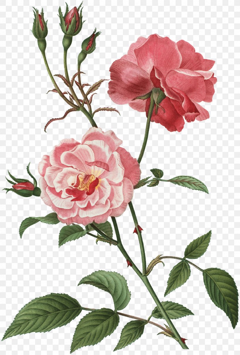 Rose Flower Floral Design Botany Clip Art, PNG, 1619x2400px, Rose, Botanical Illustration, Botany, Branch, China Rose Download Free