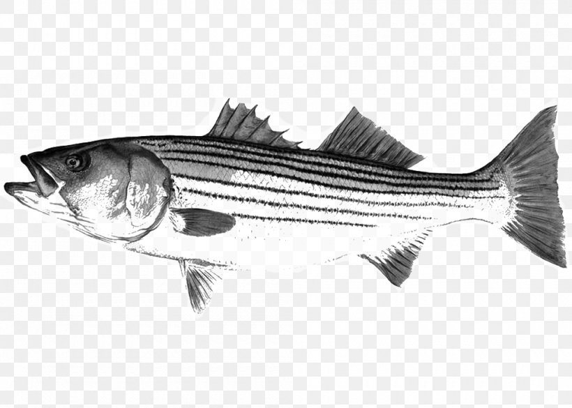 Striped Bass Mackerel Fishing New York New Hampshire, PNG, 1000x714px, Striped Bass, Art, Barramundi, Bass, Black And White Download Free