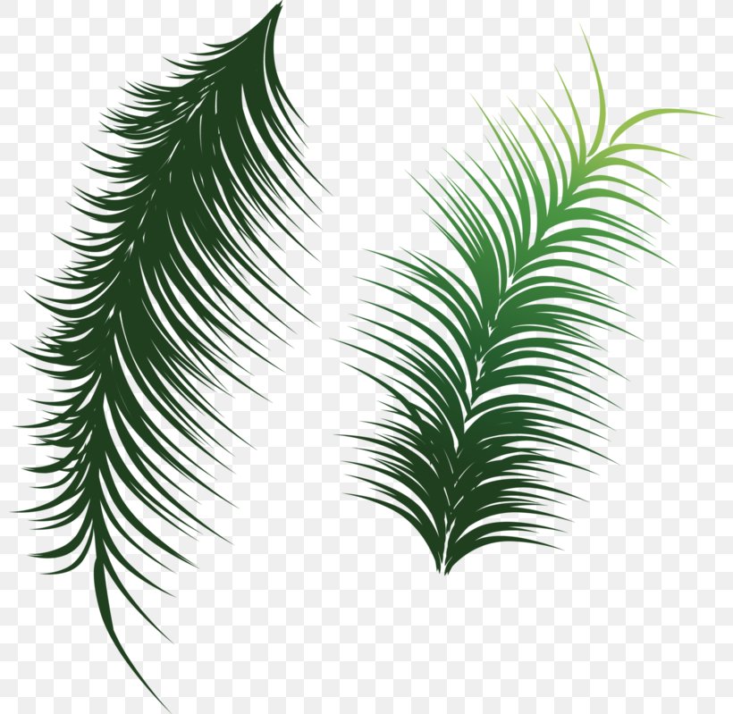 Arecaceae Leaf Coconut Clip Art, PNG, 800x799px, Arecaceae, Branch, Coconut, Green, Leaf Download Free