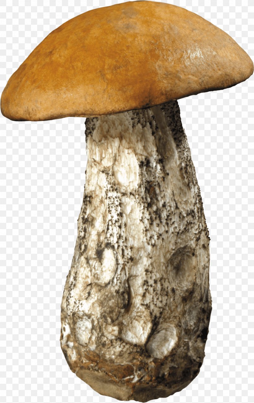 Edible Mushroom Shiitake Clip Art, PNG, 1889x3000px, Mushroom, Artifact, Brown Cap Boletus, Common Mushroom, Edible Mushroom Download Free