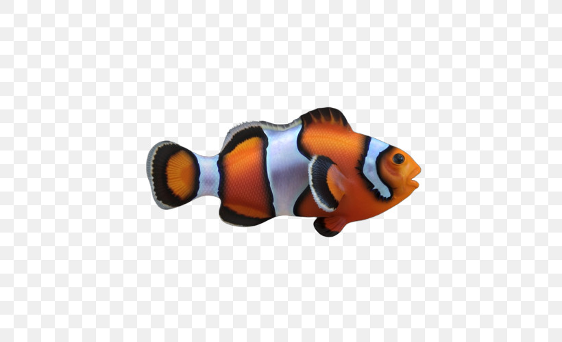 Fish Pomacentridae Anemone Fish Clownfish Fish, PNG, 500x500px, Fish, Anemone Fish, Aquarium Decor, Bonyfish, Clownfish Download Free